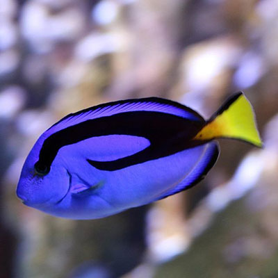 Indo Pacific Coral Reef Exhibit