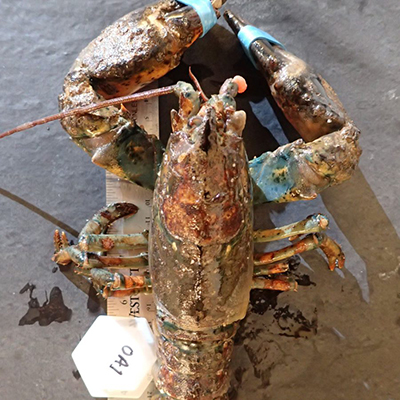 Epizootic shell disease in the American lobster