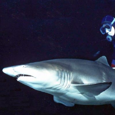 Mark Smith with Sand Tiger Shark