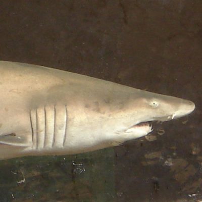 Sand Tiger Lecture