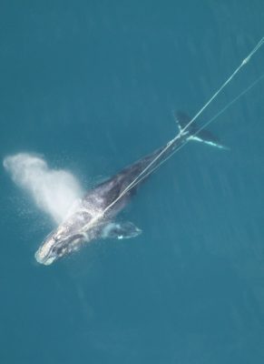 Entangled whale