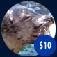 $10 pays for one week’s worth of “fishsicles” that we make for our seals and sea lions to play with.
