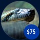 $75 will feed one of our anacondas for three weeks.