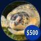 $500 will provide Myrtle the turtle with enough Brussels sprouts for six months.