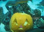 One of our spooky pumpkins!