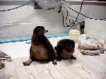 Baby Penguins.