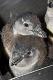 Baby Penguin Buddies