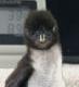Baby Penguin