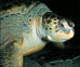 Myrtle the Green Sea Turtle