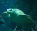 Kemp's Ridley  Sea Turtle