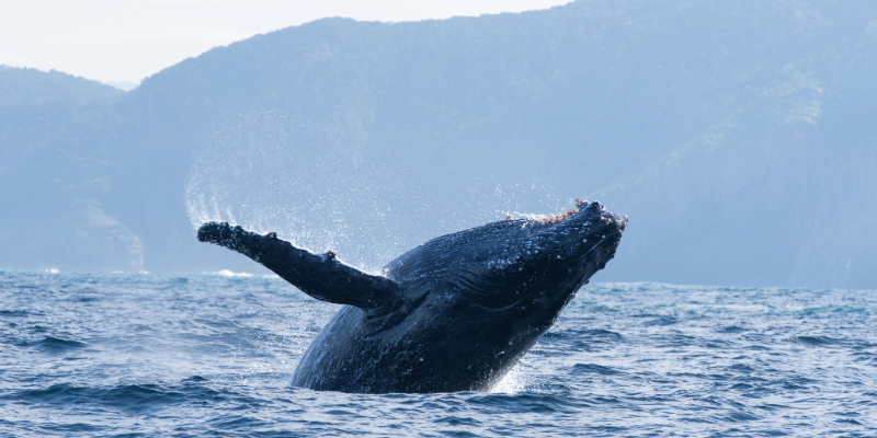 A humpback whale breaches