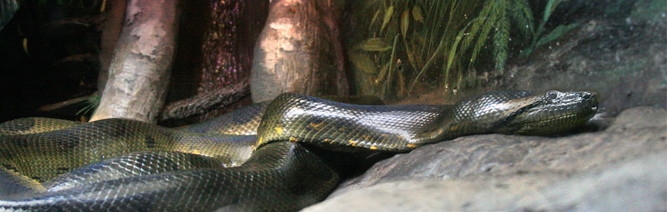 $75 will feed one of our anacondas for three weeks.