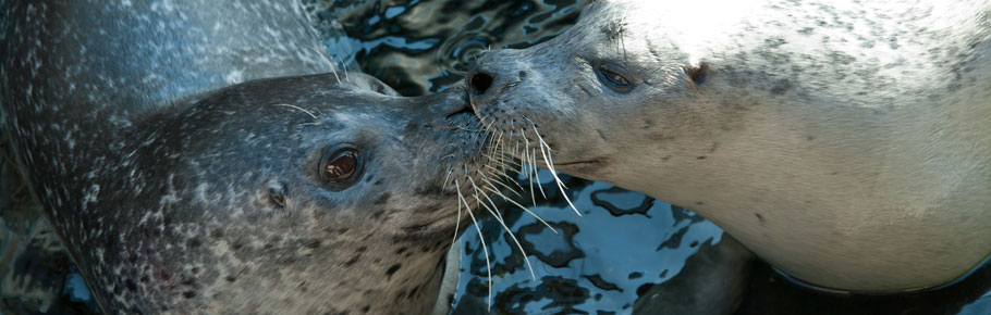 $250 will provide necessary vitamins for all the seals and sea lions for three months.