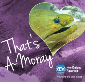 That's A-Moray