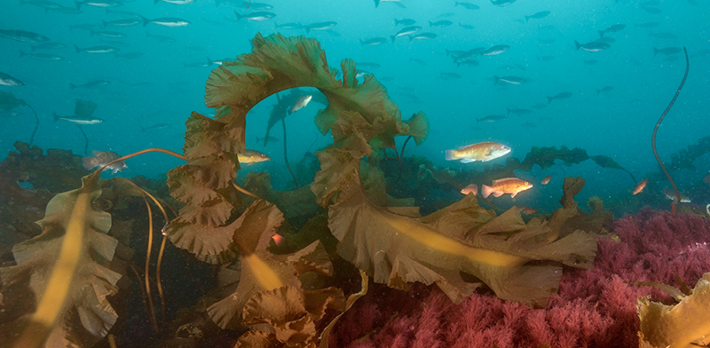 Underwater photo from the Gulf of Maine shows kelp and fish. Photo by Brian Skerry